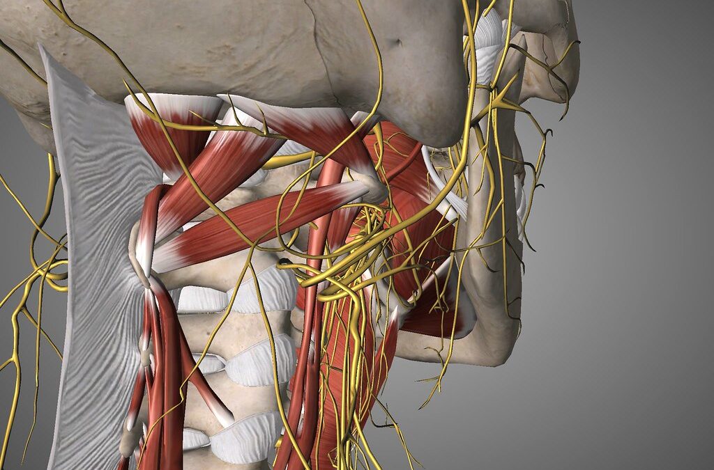 Seven Ways To Stimulate The Vagus Nerve